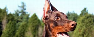 Preview wallpaper doberman, dog, face, tongue