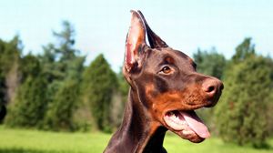 Preview wallpaper doberman, dog, face, tongue