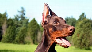 Preview wallpaper doberman, dog, face, tongue