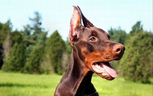 Preview wallpaper doberman, dog, face, tongue