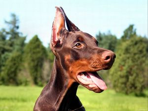 Preview wallpaper doberman, dog, face, tongue