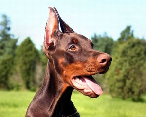 Preview wallpaper doberman, dog, face, tongue