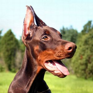 Preview wallpaper doberman, dog, face, tongue