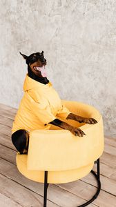 Preview wallpaper doberman, dog, pet, protruding tongue, chair
