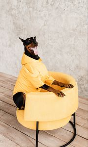 Preview wallpaper doberman, dog, pet, protruding tongue, chair