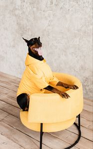 Preview wallpaper doberman, dog, pet, protruding tongue, chair