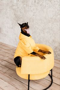 Preview wallpaper doberman, dog, pet, protruding tongue, chair