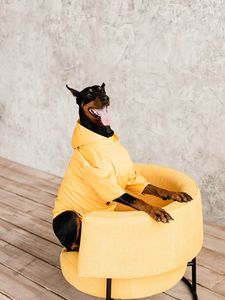 Preview wallpaper doberman, dog, pet, protruding tongue, chair