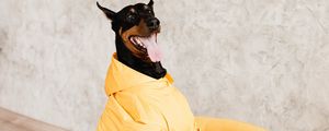 Preview wallpaper doberman, dog, pet, protruding tongue, chair