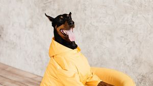 Preview wallpaper doberman, dog, pet, protruding tongue, chair