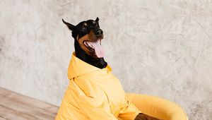 Preview wallpaper doberman, dog, pet, protruding tongue, chair