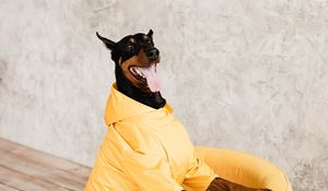 Preview wallpaper doberman, dog, pet, protruding tongue, chair