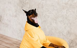 Preview wallpaper doberman, dog, pet, protruding tongue, chair