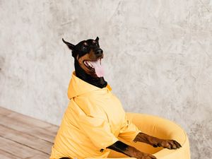 Preview wallpaper doberman, dog, pet, protruding tongue, chair