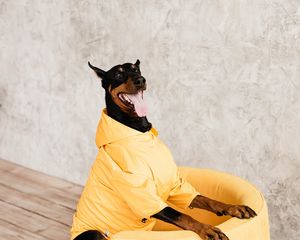 Preview wallpaper doberman, dog, pet, protruding tongue, chair