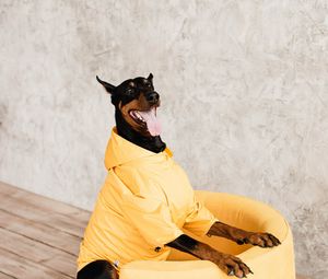Preview wallpaper doberman, dog, pet, protruding tongue, chair