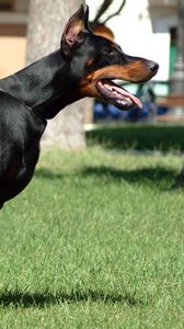 Preview wallpaper doberman, grass, dog, hunting, alertness