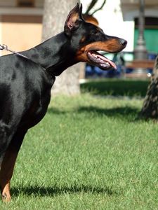 Preview wallpaper doberman, grass, dog, hunting, alertness