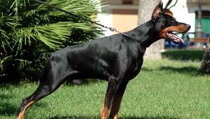 Preview wallpaper doberman, grass, dog, hunting, alertness