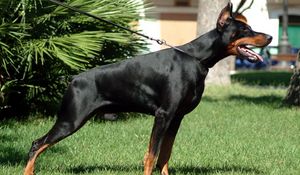 Preview wallpaper doberman, grass, dog, hunting, alertness