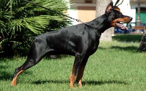 Preview wallpaper doberman, grass, dog, hunting, alertness