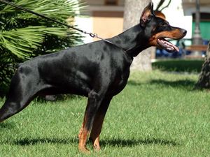 Preview wallpaper doberman, grass, dog, hunting, alertness