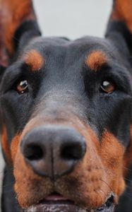 Preview wallpaper doberman, muzzle, dog