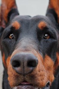 Preview wallpaper doberman, muzzle, dog