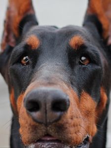 Preview wallpaper doberman, muzzle, dog