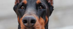 Preview wallpaper doberman, muzzle, dog