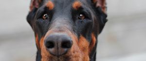 Preview wallpaper doberman, muzzle, dog
