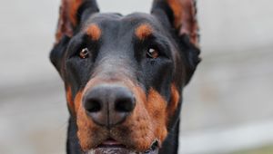 Preview wallpaper doberman, muzzle, dog