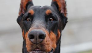 Preview wallpaper doberman, muzzle, dog