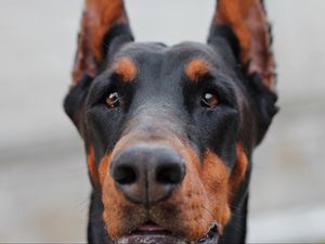 Preview wallpaper doberman, muzzle, dog