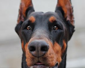 Preview wallpaper doberman, muzzle, dog