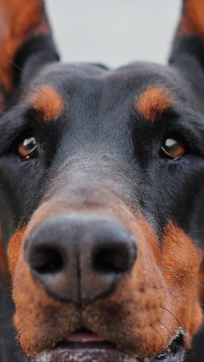 Download wallpaper 800x1420 doberman, muzzle, dog iphone se/5s/5c/5 for  parallax hd background