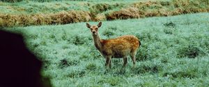 Preview wallpaper doe, animal, wild, grass, nature