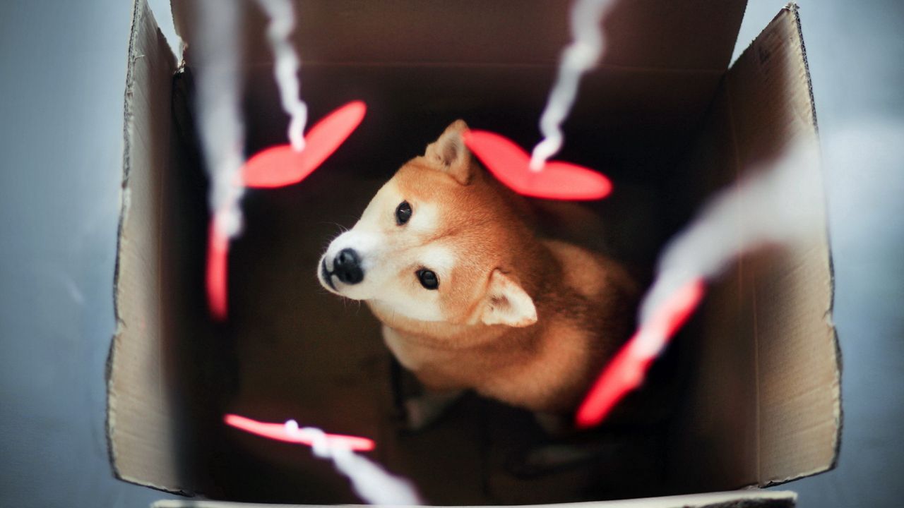 Wallpaper dog, akita inu, box, blurring