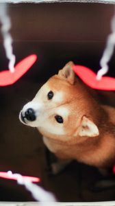 Preview wallpaper dog, akita inu, box, blurring