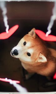 Preview wallpaper dog, akita inu, box, blurring