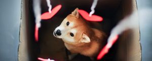 Preview wallpaper dog, akita inu, box, blurring