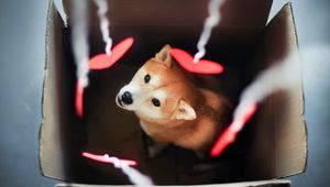 Preview wallpaper dog, akita inu, box, blurring