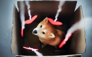 Preview wallpaper dog, akita inu, box, blurring