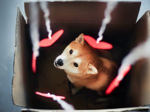 Preview wallpaper dog, akita inu, box, blurring