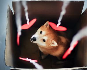 Preview wallpaper dog, akita inu, box, blurring