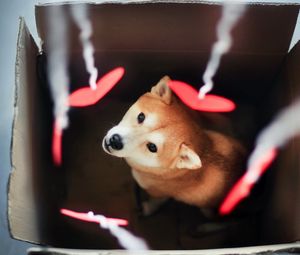 Preview wallpaper dog, akita inu, box, blurring