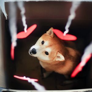 Preview wallpaper dog, akita inu, box, blurring