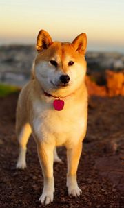 Preview wallpaper dog, akita inu, grass, walk