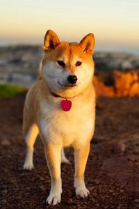Preview wallpaper dog, akita inu, grass, walk