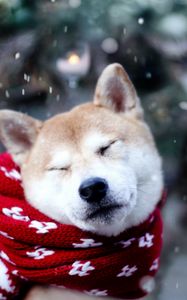 Preview wallpaper dog, akita inu, scarf, squint, snow